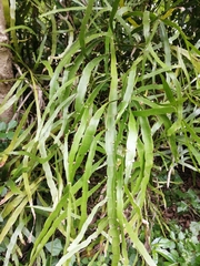 Muehlenbeckia platyclada