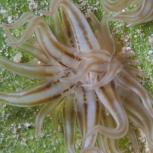 Swimming anemone