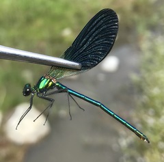 Calopteryx splendens intermedia