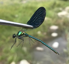 Calopteryx splendens intermedia