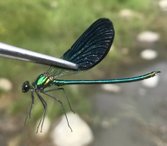 Calopteryx splendens intermedia