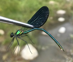 Calopteryx splendens intermedia