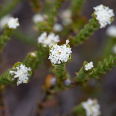 Pimelea flava dichotoma