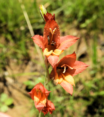 Gladiolus woodii