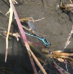 Coenagrion ornatum