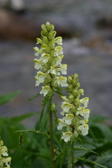 Pedicularis compacta