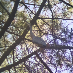 Egretta novaehollandiae