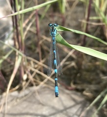 Coenagrion ornatum