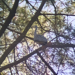 Egretta novaehollandiae