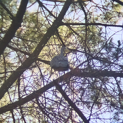Egretta novaehollandiae