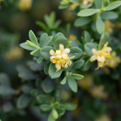 Pimelea serpyllifolia serpyllifolia