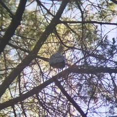 Egretta novaehollandiae