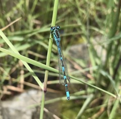 Coenagrion ornatum