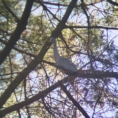 Egretta novaehollandiae