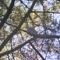Egretta novaehollandiae
