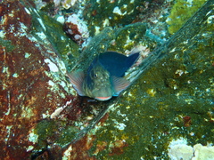 Ophioblennius atlanticus