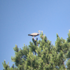 Egretta novaehollandiae