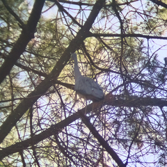 Egretta novaehollandiae