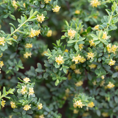 Pimelea serpyllifolia serpyllifolia