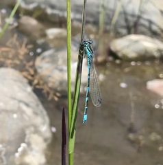 Coenagrion ornatum