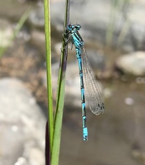Coenagrion ornatum