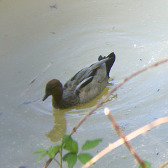 Chenonetta jubata