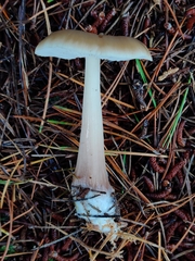 Rhodocollybia asema