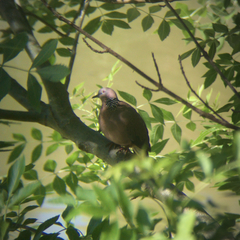 Streptopelia chinensis