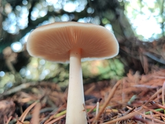Rhodocollybia asema
