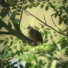 Streptopelia chinensis