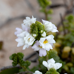 Euphrasia collina tetragona