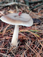 Rhodocollybia asema