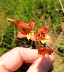 Gladiolus woodii