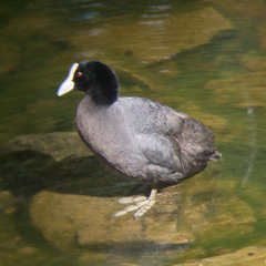 Fulica atra