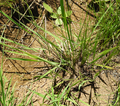 Gladiolus woodii