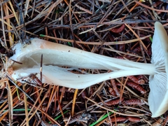 Rhodocollybia asema