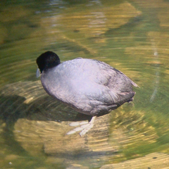 Fulica atra