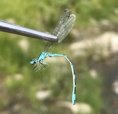 Coenagrion ornatum