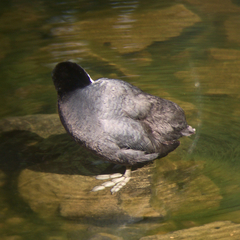 Fulica atra