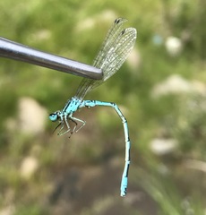 Coenagrion ornatum