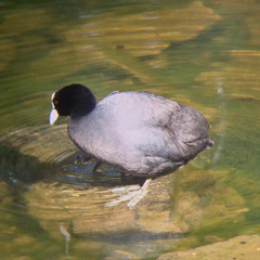 Fulica atra