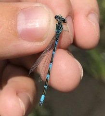 Coenagrion ornatum