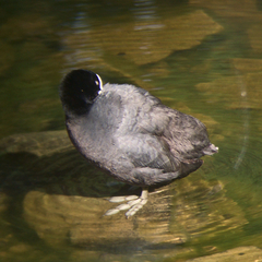 Fulica atra