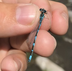 Coenagrion ornatum