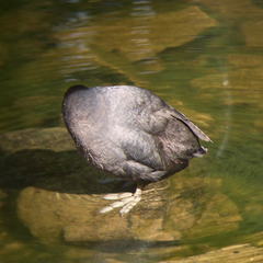 Fulica atra