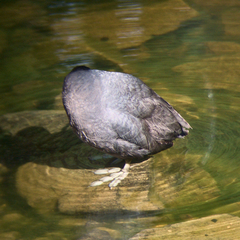 Fulica atra