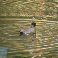 Fulica atra