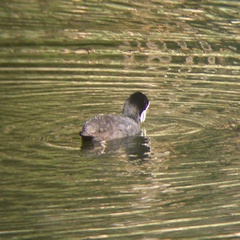 Fulica atra