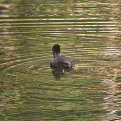 Fulica atra