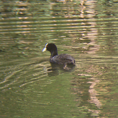 Fulica atra